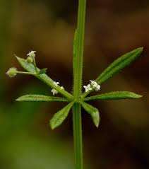 Attēlu rezultāti vaicājumam “Galium aparine”