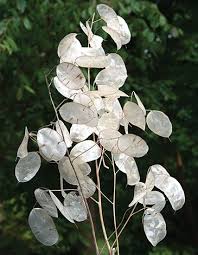 Image result for Lunaria annua