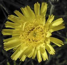 Attēlu rezultāti vaicājumam “Pilosella officinarum”