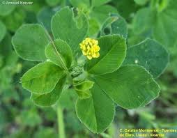 Attēlu rezultāti vaicājumam “Medicago lupulina”