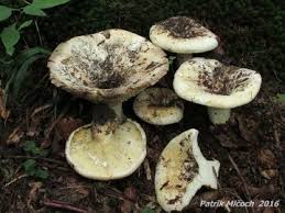 Attēlu rezultāti vaicājumam “Lactarius lygniotus”