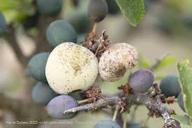 Attēlu rezultāti vaicājumam “Taphrina padi”