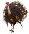 Cooks.com - Guide - Turkey Preparation