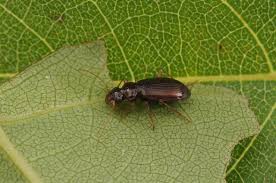 Attēlu rezultāti vaicājumam “Leistus ferrugineus”