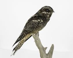 Attēlu rezultāti vaicājumam “Caprimulgus europaeus adult”