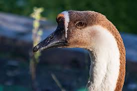 Attēlu rezultāti vaicājumam “Anser anser”