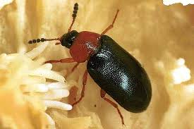 Attēlu rezultāti vaicājumam “Tetratoma fungorum”