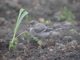 Attēlu rezultāti vaicājumam “Motacilla alba juvenile”