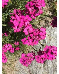 Image result for Steinnelke