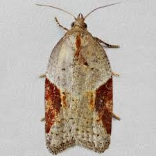 Attēlu rezultāti vaicājumam “Acleris laterana”