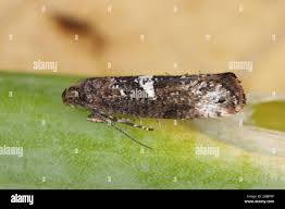 Attēlu rezultāti vaicājumam “Acrolepiopsis assectella”