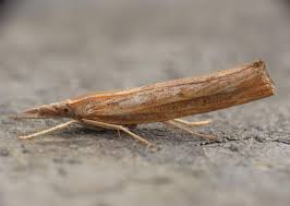 Attēlu rezultāti vaicājumam “Pediasia contaminella”