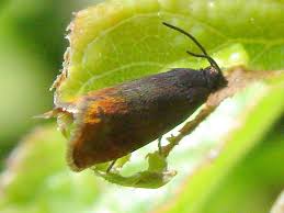 Attēlu rezultāti vaicājumam “Pammene rhediella”