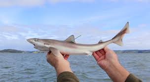 Image result for Galeorhinus galeus