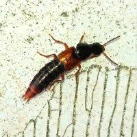 Attēlu rezultāti vaicājumam “Quedius dilatatus”