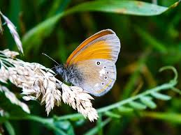 Attēlu rezultāti vaicājumam “Coenonympha glycerion”