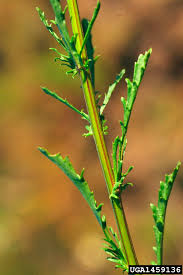 Attēlu rezultāti vaicājumam “Leucanthemum vulgare leaf”
