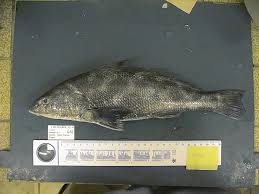 Image result for Menticirrhus americanus