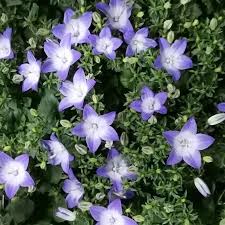 Image result for Campanula isophylla