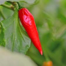 Afbeeldingsresultaat voor chili maya hot pepper hot pepper
