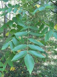 Attēlu rezultāti vaicājumam “Juglans cinerea leaf”