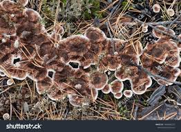 Attēlu rezultāti vaicājumam “Phellodon tomentosus”