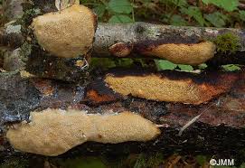 Attēlu rezultāti vaicājumam “Dichomitus campestris”