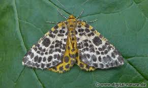 Attēlu rezultāti vaicājumam “Arichanna melanaria”