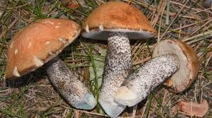 Attēlu rezultāti vaicājumam “Leccinum versipelle”