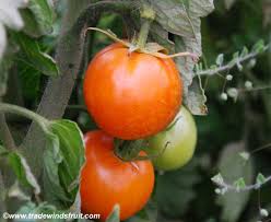 Afbeeldingsresultaat voor caro rich tomato