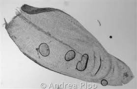 Attēlu rezultāti vaicājumam “Neckera pennata sporophyte”