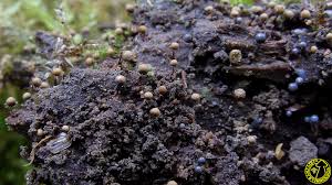 Attēlu rezultāti vaicājumam “Cribraria aurantiaca”