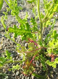 Image result for Chenopodium botrys