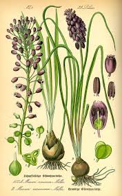 Attēlu rezultāti vaicājumam “Muscari neglectum”
