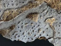 Attēlu rezultāti vaicājumam “Didymium serpula”