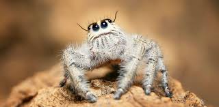 Image result for spider