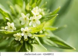 Attēlu rezultāti vaicājumam “Lithospermum officinale leaf”