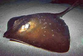 Image result for Bathytoshia centroura