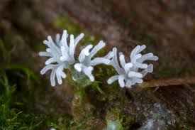 Attēlu rezultāti vaicājumam “Cribraria aurantiaca var. persoonii young”