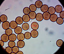 Attēlu rezultāti vaicājumam “Physarum pseudoalexandrowiczii macro”