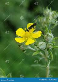 Attēlu rezultāti vaicājumam “Potentilla argentea bud”