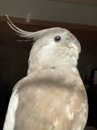 Image result for Killamarsh Mayhem