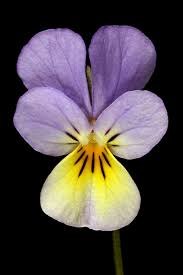 Attēlu rezultāti vaicājumam “Viola tricolor subsp. matutina”