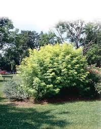 Attēlu rezultāti vaicājumam “Sambucus racemosa”