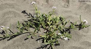 Attēlu rezultāti vaicājumam “Cakile maritima subsp. baltica leaf”