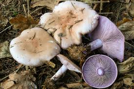 Attēlu rezultāti vaicājumam “Lepista nuda”