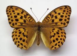 Attēlu rezultāti vaicājumam “Argynnis laodice male”