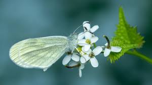 Attēlu rezultāti vaicājumam “Leptidea sinapis”