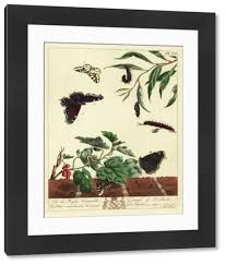 Attēlu rezultāti vaicājumam “Abraxas grossulariata pupa”