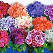Image result for Primula obconica